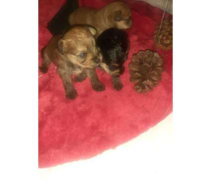 Yorkie Poo Puppies for sale AVAILABLE JANUARY 12 2024 is a Yorkshire Terrier Puppy For Sale in Tampa FL