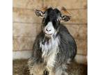 Adopt Kuzco a Nigerian Dwarf, Alpine