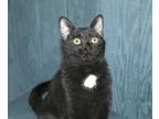 Adopt Henry a Domestic Short Hair