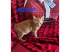 Adopt Raisin a Manx