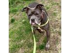 Adopt Bruce a Pit Bull Terrier