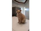 Adopt Corky a American Shorthair