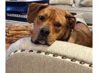 Adopt Bubba a Shar-Pei, Pit Bull Terrier