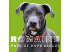 Adopt Romaine a Blue Lacy