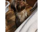 Shih Tzu Puppy for sale in Young Harris, GA, USA