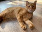 Adopt Georgie a Domestic Short Hair