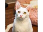 Adopt Captain Carl a Domestic Short Hair, Siamese