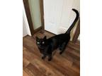 Adopt Brutus a Domestic Short Hair