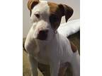 Adopt Clyde a Pit Bull Terrier