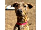 Adopt Gentry a Mixed Breed