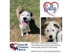 Adopt Sully a Sheep Dog, Terrier
