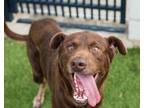 Adopt Gremlin a Labrador Retriever, Australian Kelpie