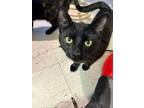 Adopt Richard a Domestic Short Hair