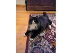 Adopt Spatz a Domestic Long Hair