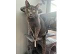 Adopt Smokey a Oriental Short Hair