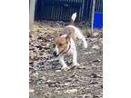 Adopt Smooch a Jack Russell Terrier