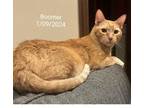 Adopt Boomer a Domestic Short Hair