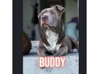 Adopt Buddy a Mixed Breed