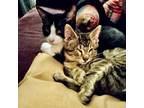 Adopt Charlie and Molly Mae a American Shorthair