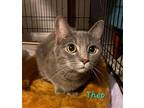 Adopt Theo a Tabby