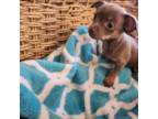 Chihuahua Puppy for sale in Woodstock, GA, USA