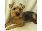 Yorkshire Terrier Puppy for sale in Jonestown, PA, USA