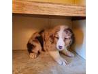 Australian Shepherd Puppy for sale in Hartford, NY, USA