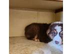 Australian Shepherd Puppy for sale in Hartford, NY, USA