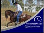Bay Dressage/Trail/Ranch Hackney Pony Gelding - Available on [url removed]
