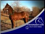 Liver Chestnut Trail/Pack/Roping/Sorting /English Quarter Horse - Available on