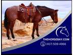 Bay Roan Registered AQHA Gelding - Available on [url removed]