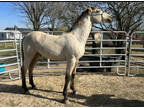 Meet Spitfire 8 Month Colt Buckskin Tennessee Walker/Friesian