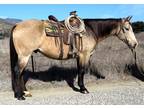 9 Year Old 15 Hand Buckskin Gelding