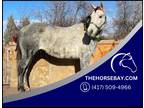 Gray AQHA Mare - Kid Safe/Family/Trail/Cow Horse - Available on [url removed]