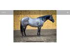 7 Year Old 14.3 Hand Grulla Gelding