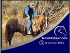 15.3HH Belgian Cross Sorrel Trail Gelding - Available on [url removed]