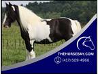 Gypy Vanner Driving/Trail/Western/English and Show Mare - Available on