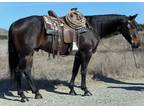 6 Year Old 15.2 Hand Brown-Black Gelding