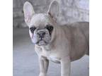 French Bulldog Puppy for sale in Rebersburg, PA, USA