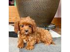 Cavapoo Puppy for sale in Nappanee, IN, USA