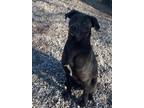 Adopt Stella a Labrador Retriever