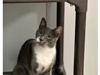 Adopt KAYA a Domestic Short Hair