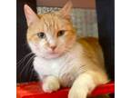 Adopt Hummingbird a Domestic Short Hair