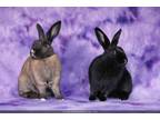 Adopt Rori and Islah (bonded pair) a Bunny Rabbit