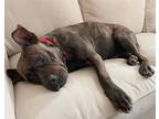 Adopt RORY a Pit Bull Terrier