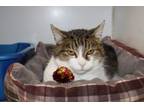 Adopt Olive Oil a Domestic Short Hair