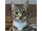 Adopt Zela a Domestic Short Hair