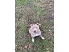 Adopt Impala a Staffordshire Bull Terrier