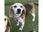 Adopt Sarah a Beagle