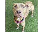 Adopt Sky a Pit Bull Terrier